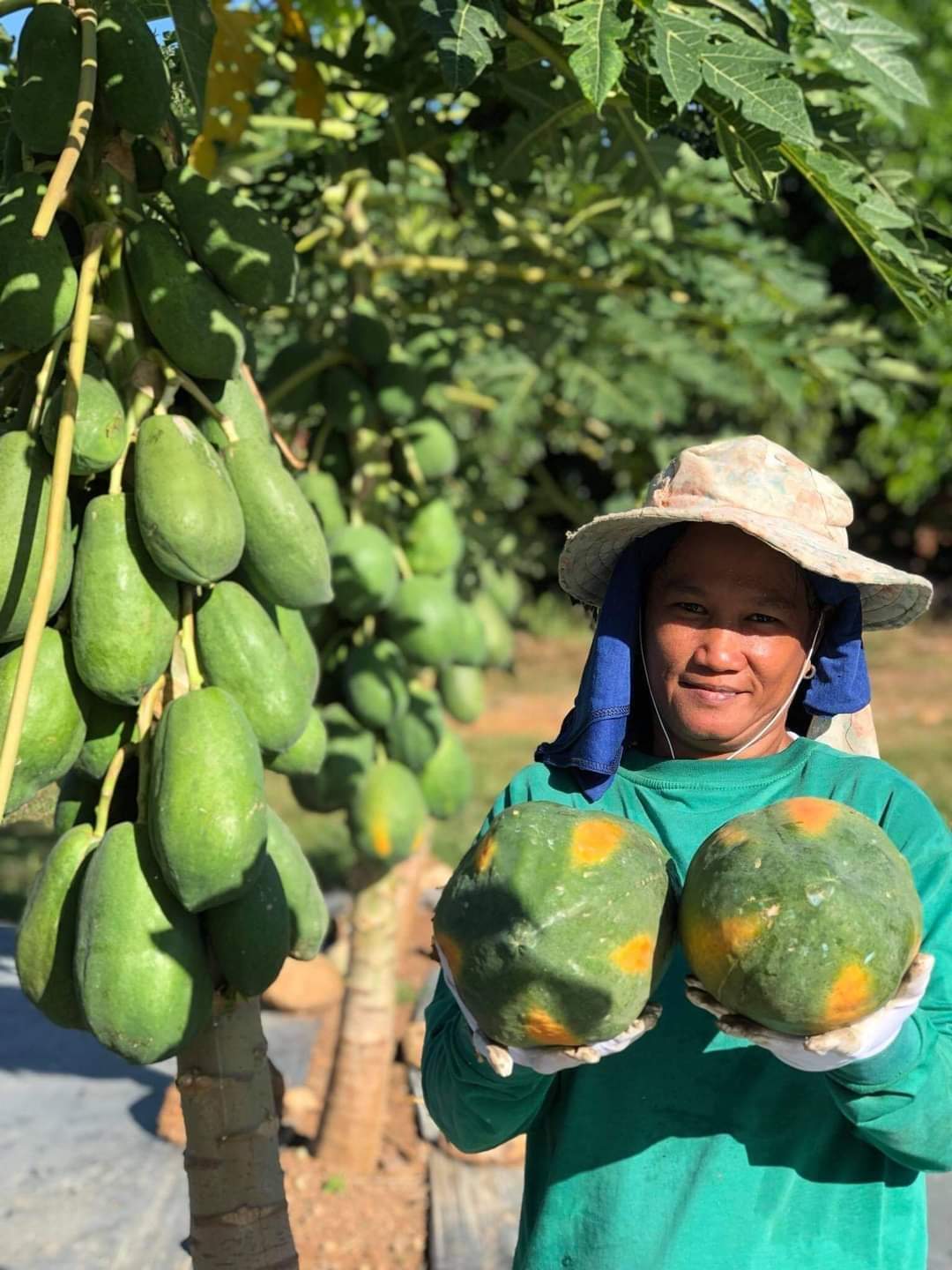Papaya Batungbacal Farms Fresh Honeydew, Mangga, and Papaya Philippines